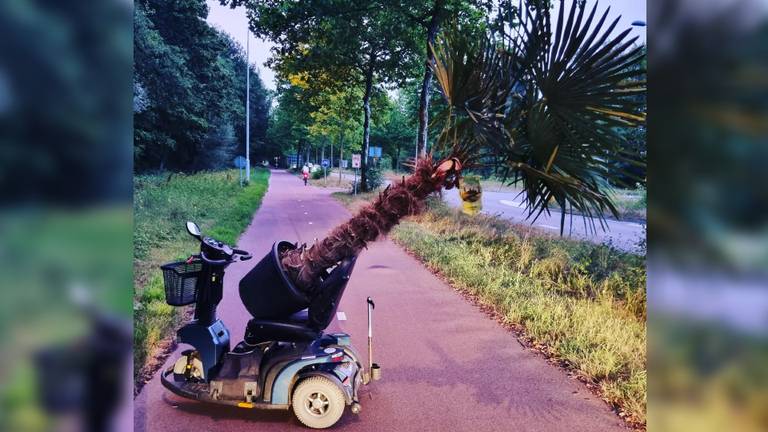 De scootmobiel met daarop de palmboom (foto: politie Best-Oirschot/Facebook). 