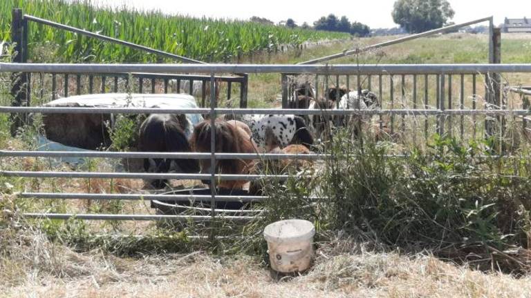 De pony's staan ook dinsdag onbeschut in de wei (foto: Rochelle Moes - Dtv Nieuws).