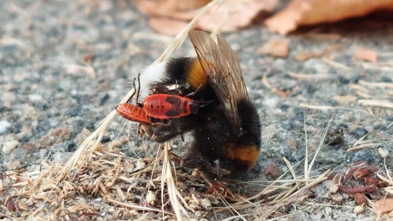 Vuurwantsnimfen zuigen een dode hommel leeg (foto: Ria Boertjes).