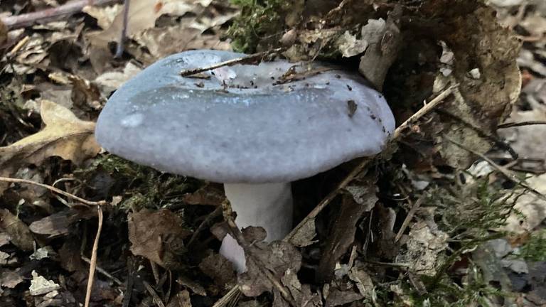 De berijpte russula (foto: Karin Kanen).