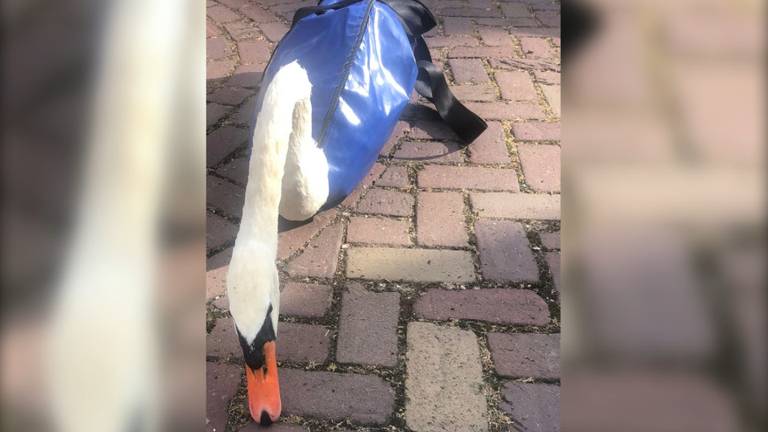 Snelweg afgezet om zwaan met een gebroken pootje te redden
