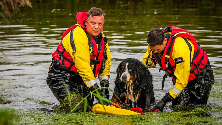 Hond gered uit de Dommel (foto: SQ Vision). 