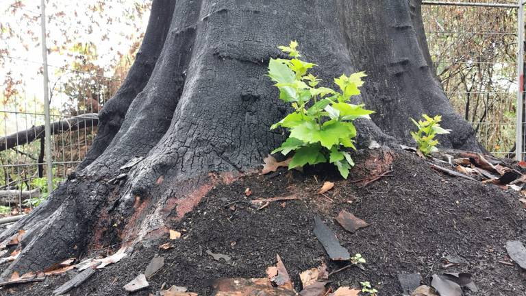 Een scheut rondom de stam (foto: Ron Stokwielder).