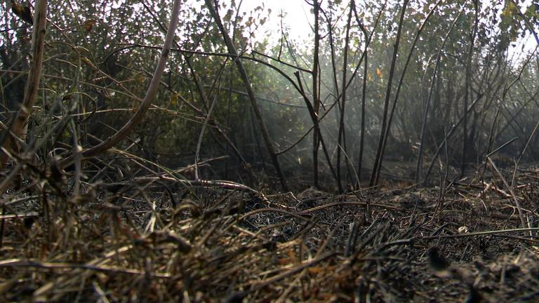 De resultaten van de brand in De Peel. 