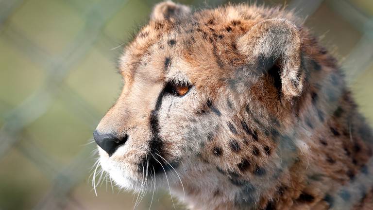 Een jachtluipaard of cheeta in de Beekse Bergen (foto: ANP/Hollandse Hoogte/Jeroen Putmans).