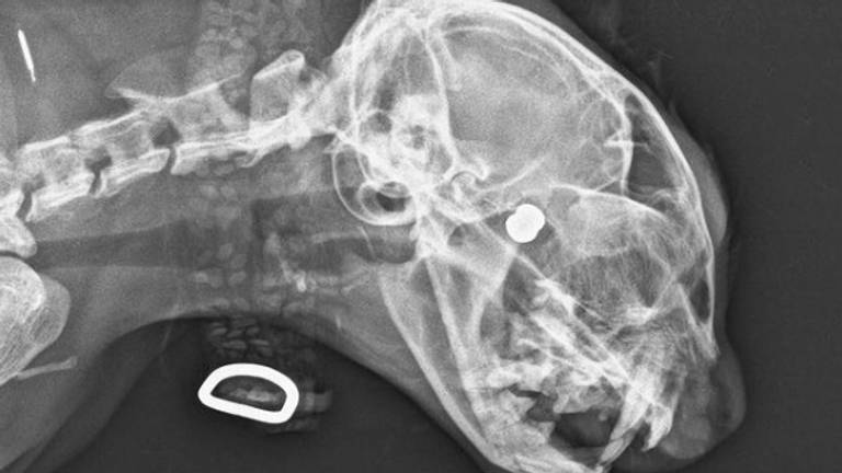 Kat met kogel in oog (foto: politie).