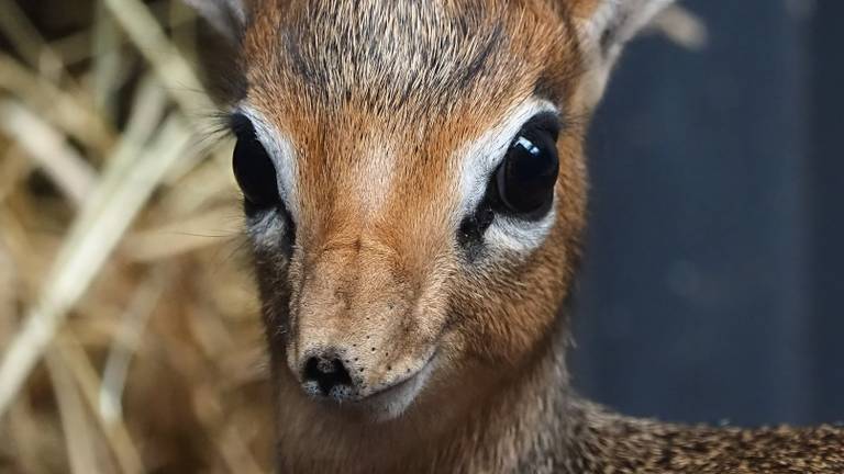 Bibi, de Kirk's dikdik.