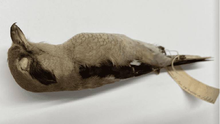 De herontdekte Siberische klapekster in de collectie van Naturalis (foto: Naturalis Biodiversity Centre).