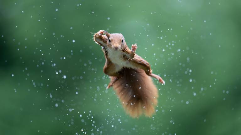 ‘Jumping Jack’, een vliegende eekhoorn in natuurgebied de Maashorst (foto: Alex Pansier). 