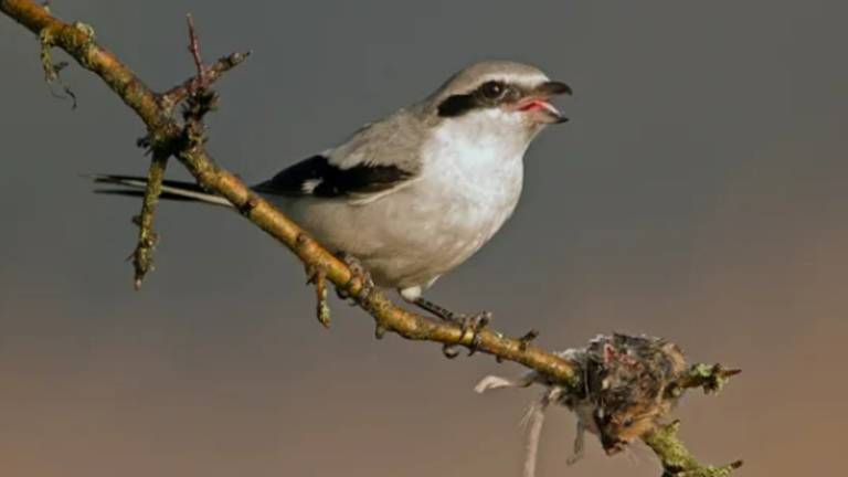 De Siberische klapekster (foto: www.naturetoday.com).