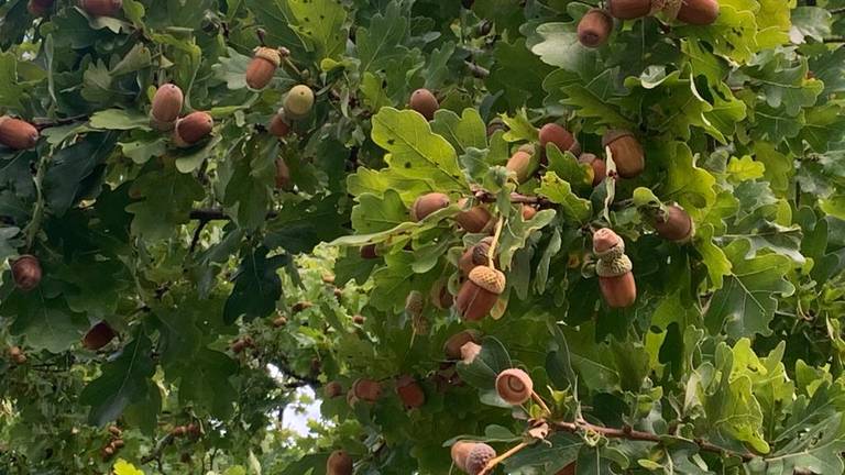 Foto: Martha Kivits.