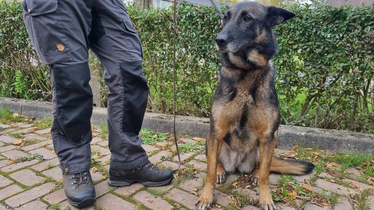 De politiehond zocht mee (foto: politie).