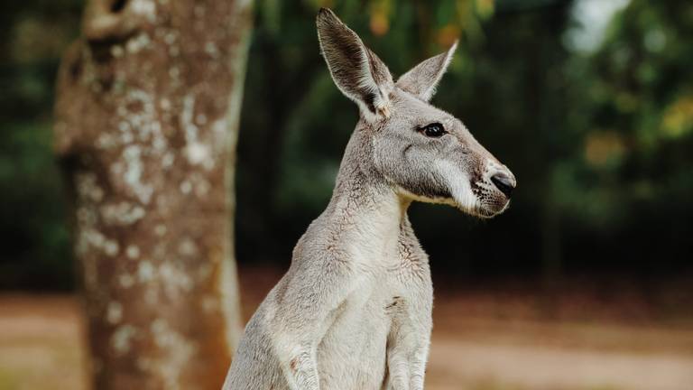 Kangoeroe of wallaby, heb jij 'm gezien? (foto: Pexels, niet de kangoeroe die in Wouw is gezien.)