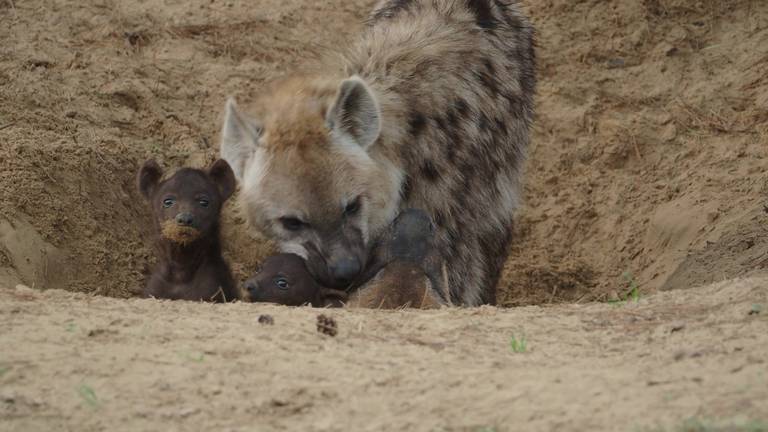 De twee jonkies met hun moeder. (foto: Beekse Bergen/Mariska Vermeij-Van Dijk)