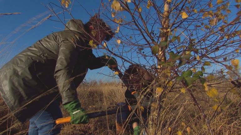 Medewerksters van Dille en Kamille werken zich in het zweet op de Groote Peel (foto: Jan Peels)