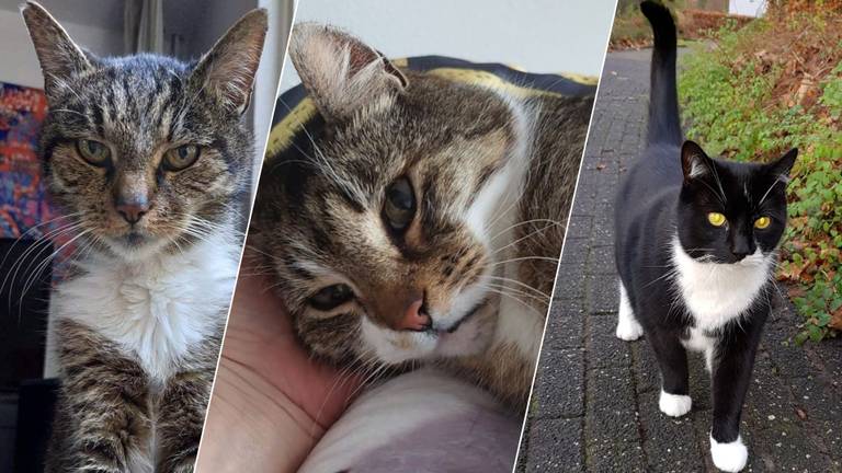 Katten Yoda (l), Snacky (m) en Jerry (r) waren alle drie jarenlang van huis (foto: Dierenambulance Maasland/Marco van den Hoek/Omroep Brabant).