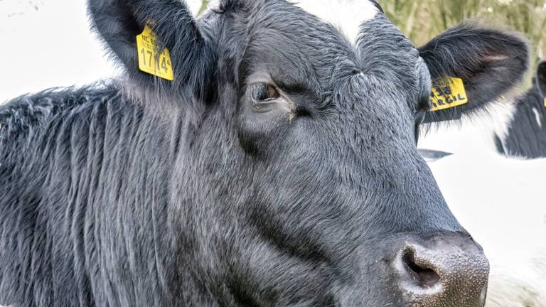 Stal vol koeien verwaarloosd: mestlaag zo dik dat ze amper bij eten konden