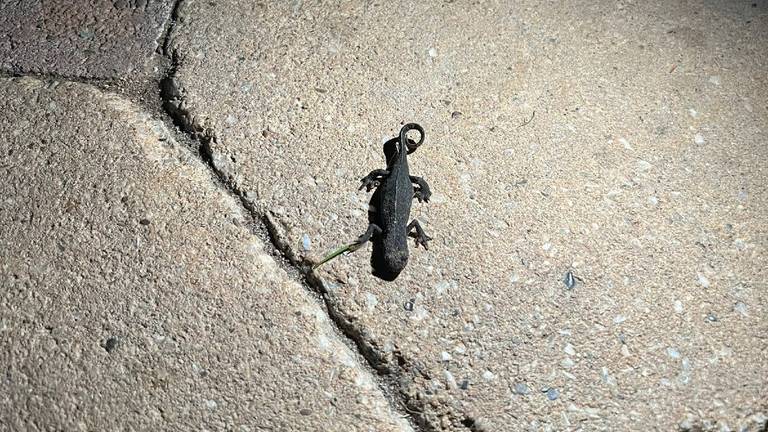 Alpenwatersalamander, op zoek naar een overwinteringsplek (foto:  Mark de Kleijn)