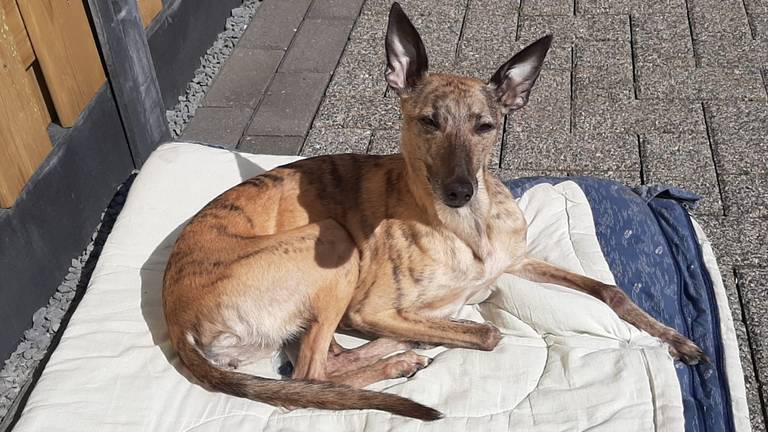 Voor Lady is 1500 euro uitgeloofd (foto: familie Netten).