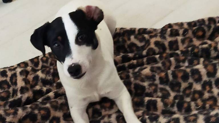 De hond had wondjes op zijn oor (foto: Nance Kragten).