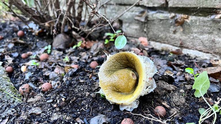 Een vrucht, maar welke? (foto: Jeanne Keusters).