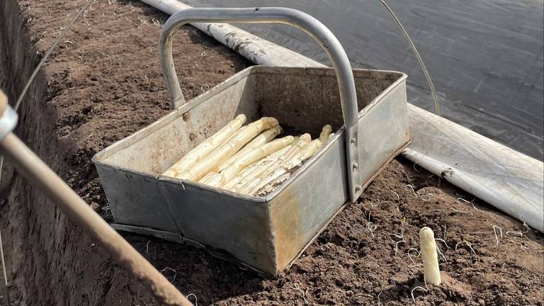 Eerste asperges van de koude grond: Jan en Carmen Berkers winnen weer