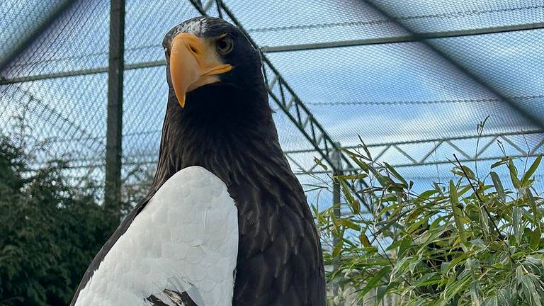 Een andere Stellers zeearend in Zoo Veldhoven.