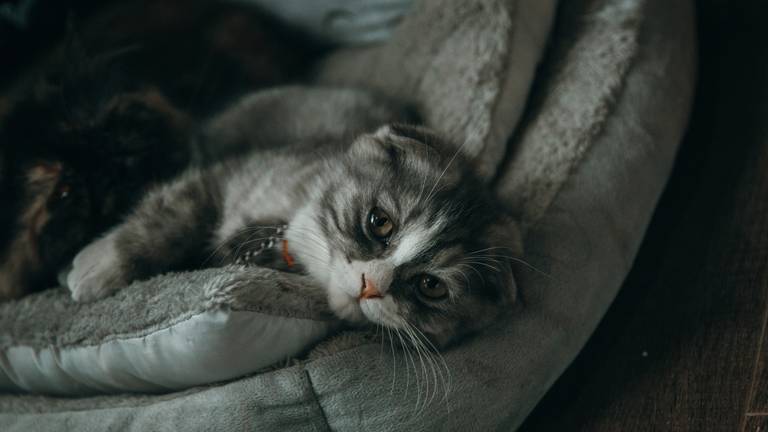 Archieffoto (niet de kat uit het verhaal).