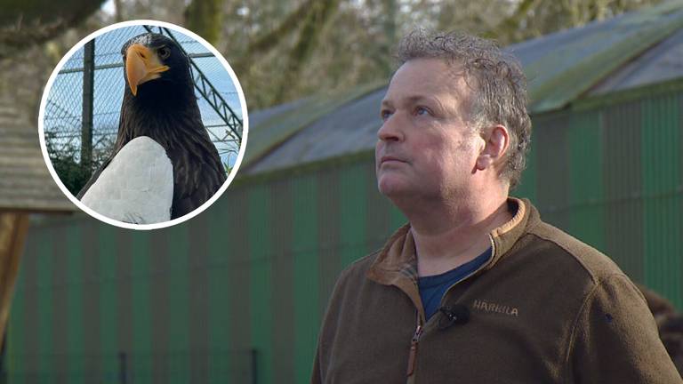 Richard Loomans houdt zijn vogel de hele dag in de gaten (foto: Omroep Brabant). 