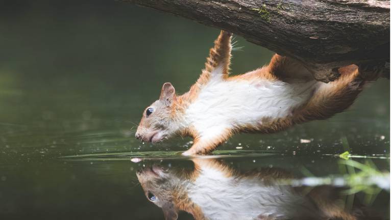 Deze foto werd gemaakt in Loonse en Drunense Duinen (foto: ANP / Joren de Jager). 