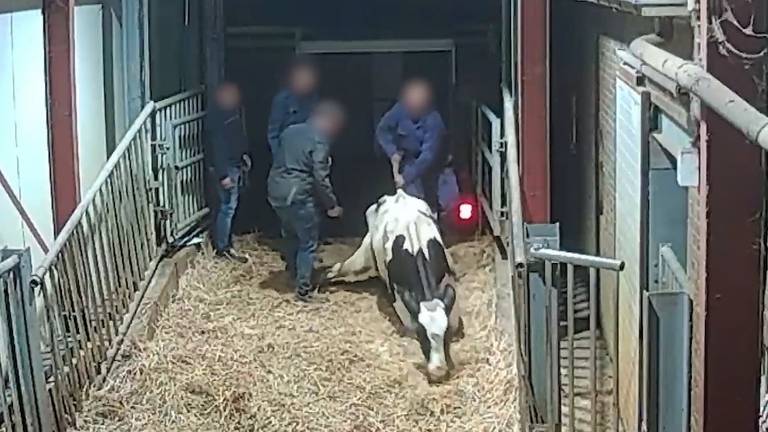 Koeien met stroomstootwapens en rieken mishandeld: NVWA legt bedrijf stil