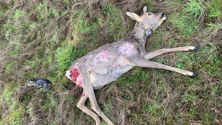 De doodgebeten ree met naast haar het kalf (foto: Staatsbosbeheer)