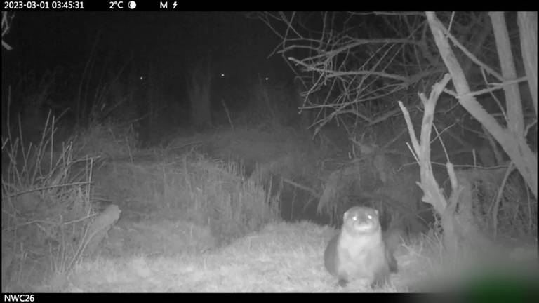 Otter is nu écht terug in de Biesbosch: haarscherp te zien op camerabeelden