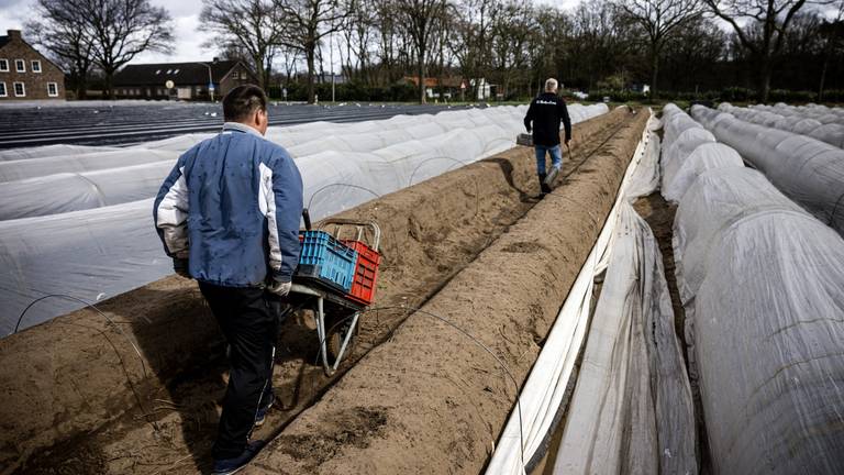 Aspergestekers op een Brabants aspergeveld aan het werk (foto: ANP).