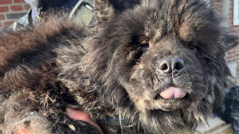 Een van de honden die is meegenomen (foto: Landelijke Inspectiedienst Dierenbescherming). 