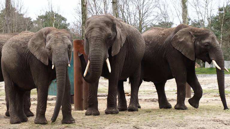 De drie drachtige olifanten Bongi, Pina-Nesse en Punda (foto: Beekse Bergen).