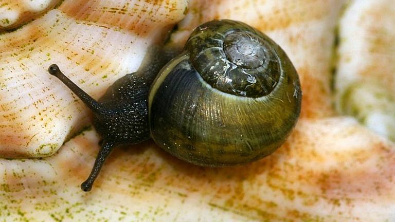 Segrijnslakken zijn dol op verse planten, maar haten koffiedrab (foto: Sytske Dijksen).