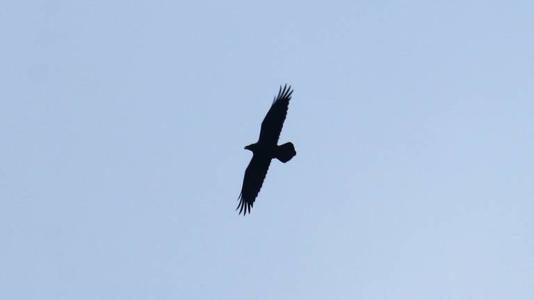 Een raaf boven de natuurbegraafplaats (foto: Kees van Limpt).