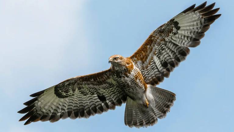 Een buizerd (foto: VVV Noordoost-Brabant).