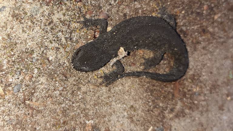 Een alpenwatersalamander (foto: Wim Hoeks).