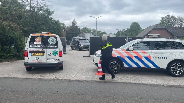 Alle honden zijn weggehaald bij de fokker in Eersel en het bedrijf is per direct tijdelijk gesloten (foto: Imke van de Laar)