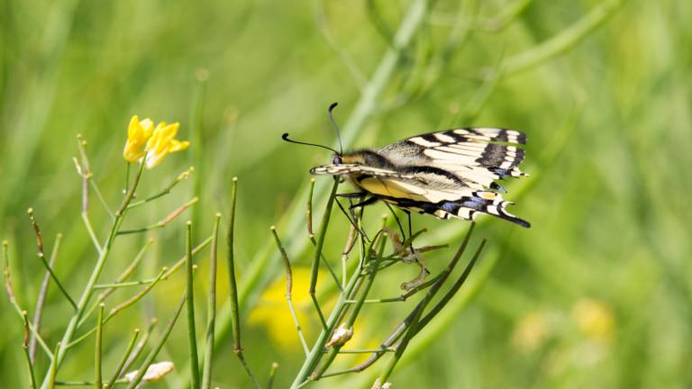 Omroep Brabant