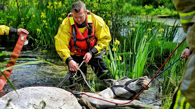 Paard valt in vijver en wordt gered door de brandweer