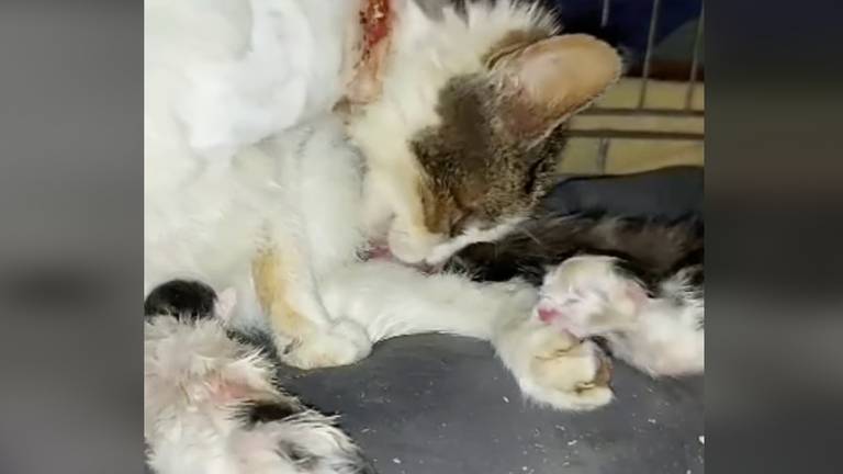 ‘Tiewrap-poes’ bevalt van schattige kittens na ernstige mishandeling