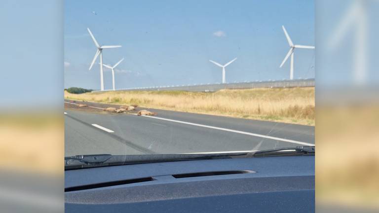 Auto rijdt in op kudde schapen op snelweg, twaalf dieren komen om