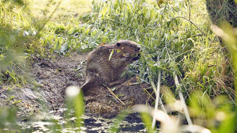 Bevers doodschieten is geen goed idee, aldus het waterschap (Foto: ANP).