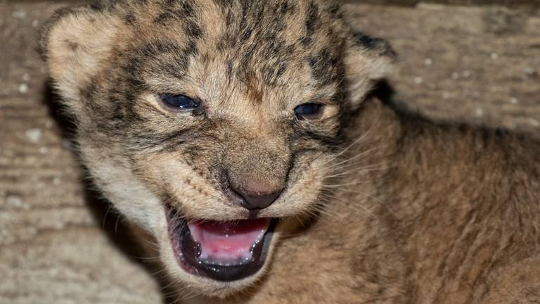 Bijzonder babynieuws: 4 leeuwtjes geboren in Safaripark Beekse Bergen