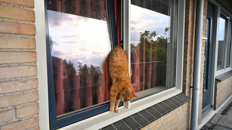 De kat zat vast (foto: SQ Vision).