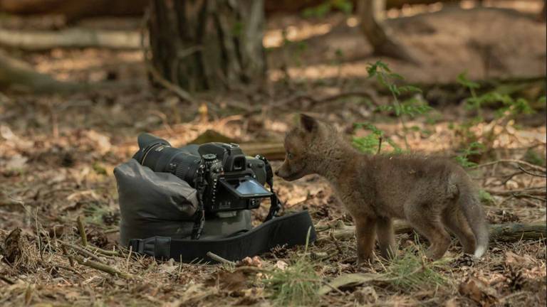 Het jonge vosje als cameraman (foto: Mignon van den Wittenboer).