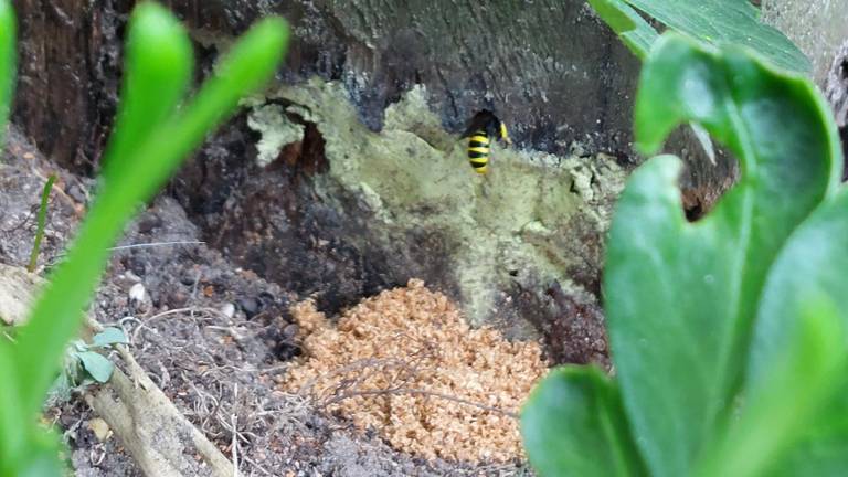 Gaatjes in een van de palen van de pergola en hoopjes zaagsel. Op de foto achterlijf van een soort wesp met brede gele en zwarte banden, Michelle Beekwilder 